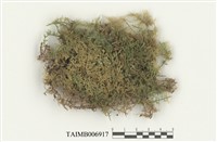 藏品(毛尖羽苔)的圖片